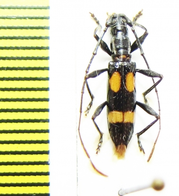 Cerambycidae sp.  Peru - INSECTS-STORE.RU