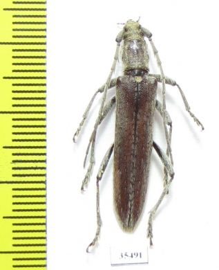 Cerambycidae sp.  Mexico - INSECTS-STORE.RU