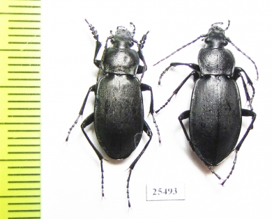 Carabus (Pachycarabus) staehlini rionicus, pair  Georgia - INSECTS-STORE.RU