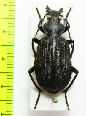 Calosoma sp.  Congo - INSECTS-STORE.RU