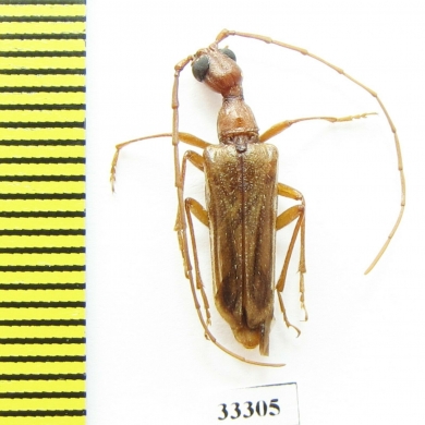 Vesperus fuentei  Spain - INSECTS-STORE.RU