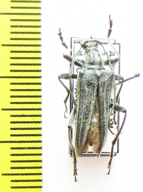 Oxymirus cursor, male  Russia, Tver reg. - INSECTS-STORE.RU