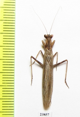 Mantodea sp.  Iran, Hormozgan prov. - INSECTS-STORE.RU