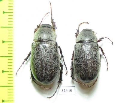 Melolonthinae sp.  Zanzibar isl. - INSECTS-STORE.RU