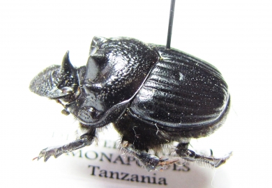 Diastellopalpus monapoides  Tanzania - INSECTS-STORE.RU