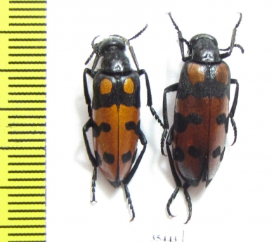 Meloidae sp.  South Africa Rep. - INSECTS-STORE.RU
