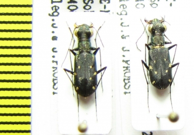 Cylindera sp., pair  Nepal - INSECTS-STORE.RU