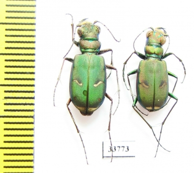 Cicindela purpurea audubonii, pair  USA - INSECTS-STORE.RU
