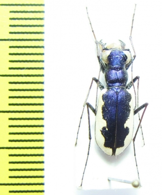 Cephalota galatea, male  Kirgizstan - INSECTS-STORE.RU