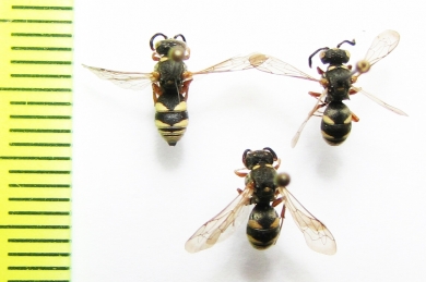 Hymenoptera sp.  Uzbekistan / Ukraina - INSECTS-STORE.RU