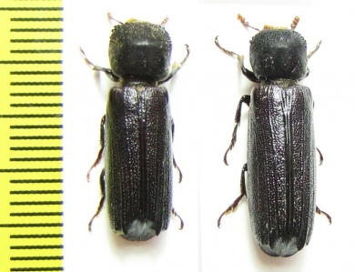 Bostrichidae sp.  Malawi - INSECTS-STORE.RU