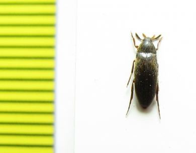 Orchesia arnoldii  Russia, Far East - INSECTS-STORE.RU