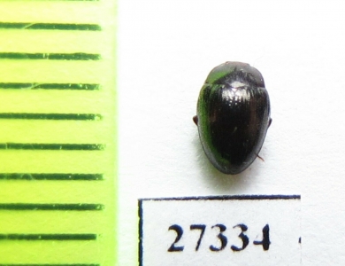 Monomma sp.  Madagascar - INSECTS-STORE.RU