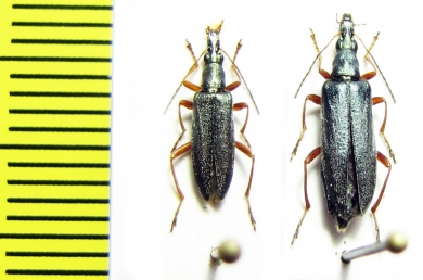 Stenostoma rostratum septentrionale  Italy, Sardinia - INSECTS-STORE.RU