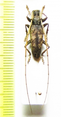 Acalolepta australis  Indonesia, Papua - INSECTS-STORE.RU