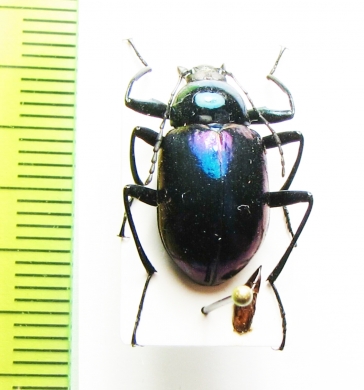 Tenebrionidae sp.  Vietnam - INSECTS-STORE.RU
