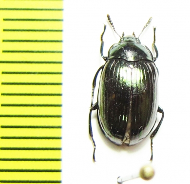 Tenebrionidae sp.  Malaysia - INSECTS-STORE.RU