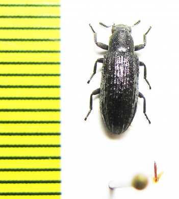 Tenebrionidae sp.  Malaysia, Borneo - INSECTS-STORE.RU