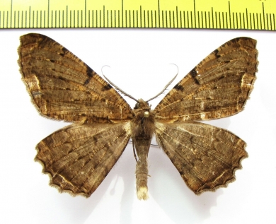 Geometridae sp.  Nepal - INSECTS-STORE.RU