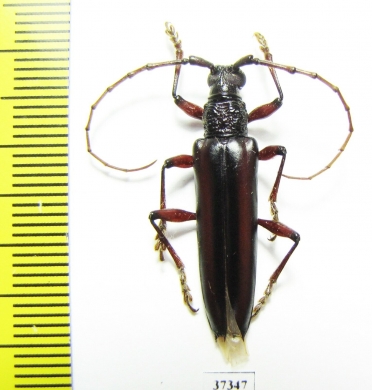 Cerambycidae sp.  Ecuador - INSECTS-STORE.RU