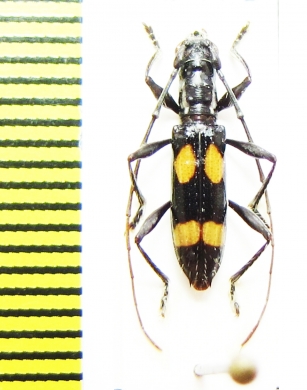 Cerambycidae sp.  Peru - INSECTS-STORE.RU