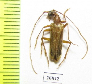 Vesperus luridus  Italy - INSECTS-STORE.RU