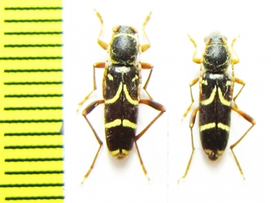 Clytus rhamni temesiensis  Russia, Krasnodar reg. - INSECTS-STORE.RU