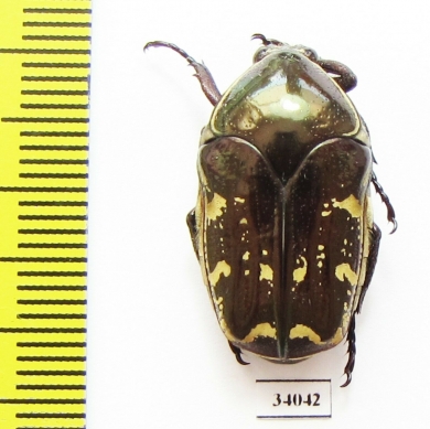 Amithao decemguttata?  Ecuador - INSECTS-STORE.RU