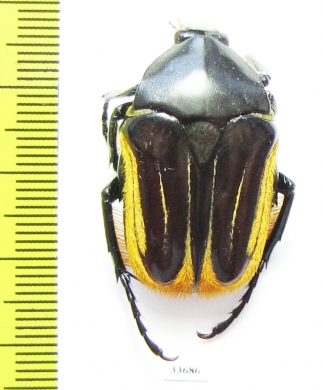 Trichaulax macleayi  Australia 32mm - INSECTS-STORE.RU