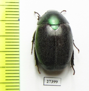 Enthora chlorodera  Madagascar - INSECTS-STORE.RU