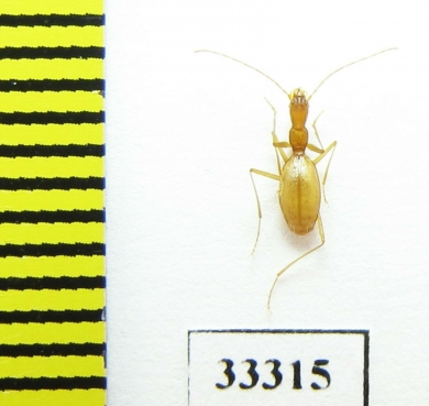 Aphaenops pseudocrypticola  France - INSECTS-STORE.RU