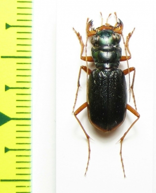 Megacephala scapularis, male  Australia - INSECTS-STORE.RU