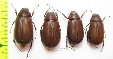 Melolonthinae sp.  Nepal - INSECTS-STORE.RU