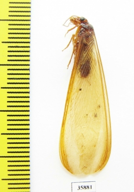 Isoptera sp.  Tanzania - INSECTS-STORE.RU