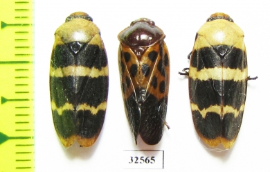 Homoptera sp.  Cambodia - INSECTS-STORE.RU