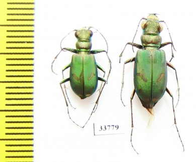 Cicindela purpurea audubonii, pair  USA - INSECTS-STORE.RU