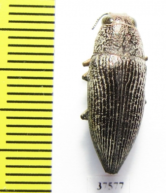 Lampetis arabica  Saudi Arabia - INSECTS-STORE.RU