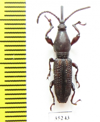 Brentidae sp.  Laos - INSECTS-STORE.RU