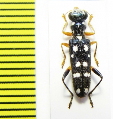 Cleridae sp. Laos - INSECTS-STORE.RU