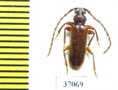 Cerambycidae sp.  South Africa Rep. - INSECTS-STORE.RU