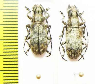 Cerambycidae sp.  Congo - INSECTS-STORE.RU