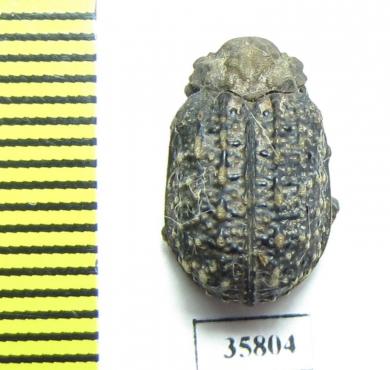 Trogidae sp.  Tanzania - INSECTS-STORE.RU