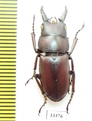 Prosopocoilus sp.  Thailand - INSECTS-STORE.RU