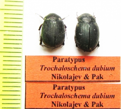 Trochaloschema dubium, pair  Tajikistan PARATYPUS - INSECTS-STORE.RU