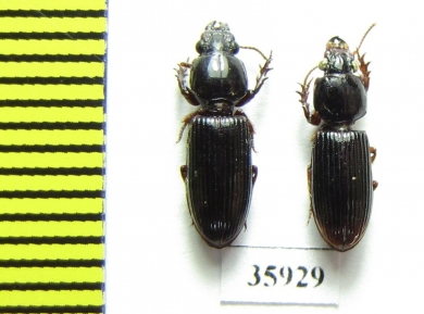 Carabidae sp.  Tanzania - INSECTS-STORE.RU