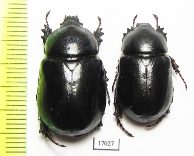 Pentodon bidens  Kazakhstan - INSECTS-STORE.RU