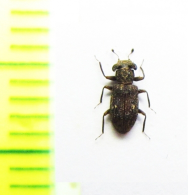 Acropis sp.  Peru - INSECTS-STORE.RU