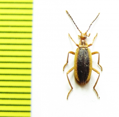 Ischaliidae, Ischalia aptera  China, Sichuan prov. - INSECTS-STORE.RU