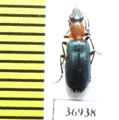 Carabidae sp.  South Africa Rep. - INSECTS-STORE.RU