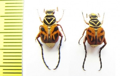 Trigonopeltastes delta  USA - INSECTS-STORE.RU